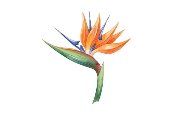 Download Watercolor Bird of Paradise Flower Art - Bird of paradise Collection