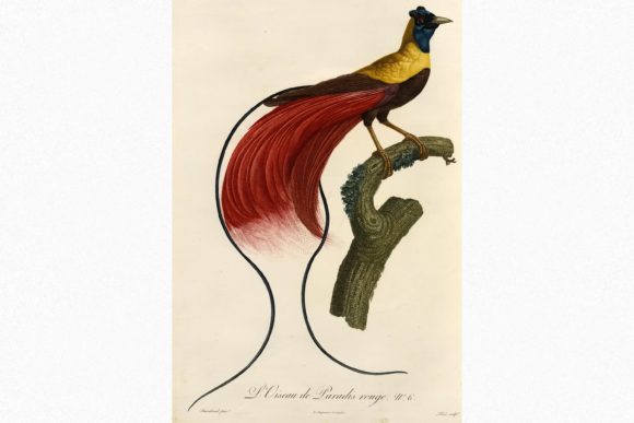 Download Red Bird of Paradise - Bird of paradise Collection