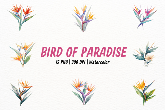 Download Exotic Watercolor Bird of Paradise - Premium Resources