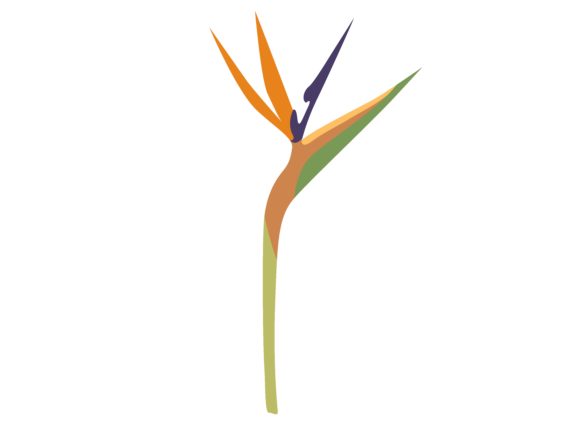 Download Bird of Paradise Flower - Bird of paradise Collection