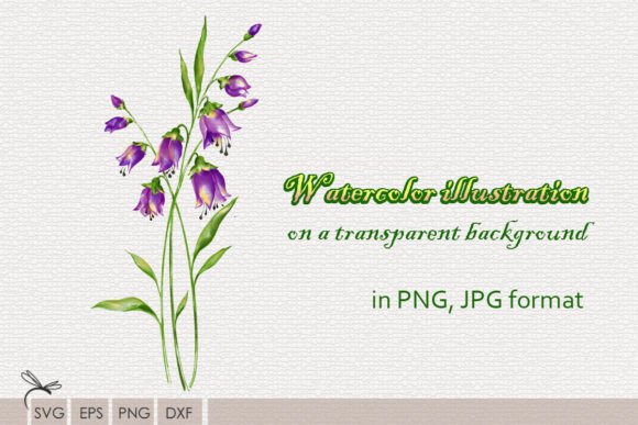 Download Watercolor Illustrations Wildflowers - Premium Resources