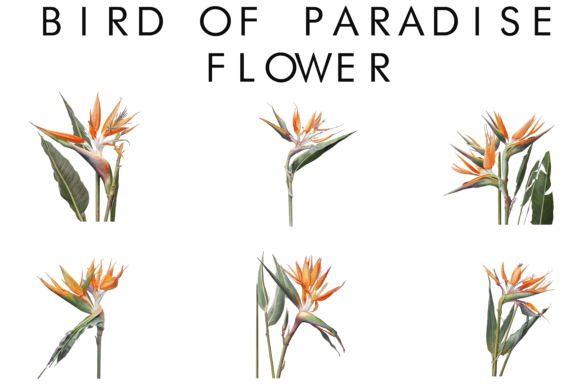 Download Bird of Paradise Flower Clipart - Bird of paradise Collection