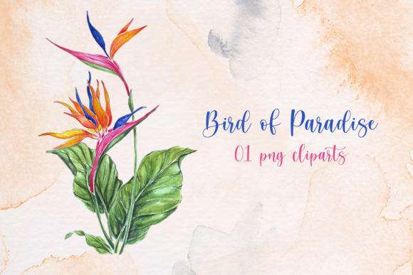 Download Bird of Paradise Flower Clip Art - Premium Resources