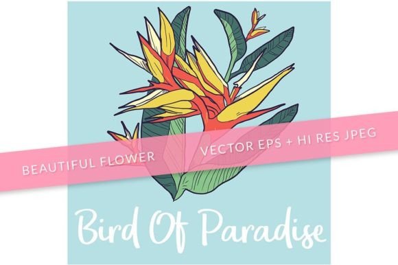 Download Bird of Paradise Flower Illustration 2 - Bird of paradise Collection