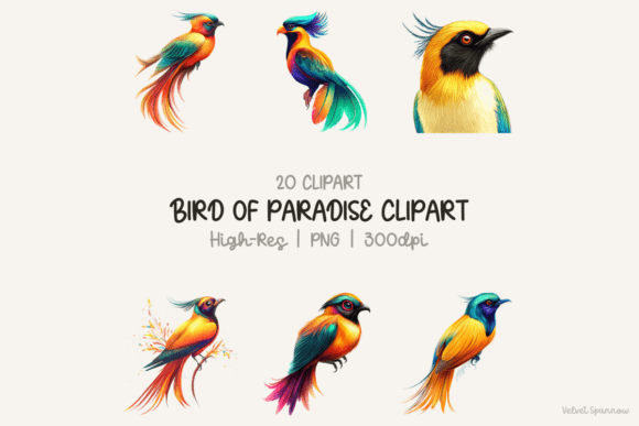 Download Bird of Paradise Clipart - Premium Resources