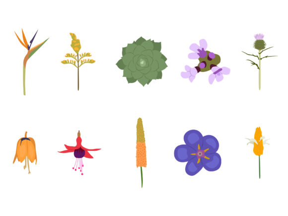 Download Bird of Paradise Flower - Bird of paradise Collection