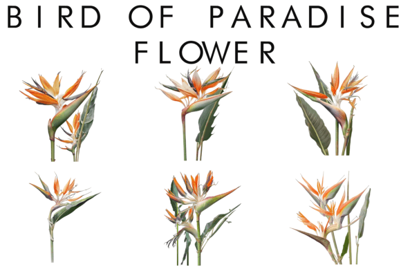 Download Watercolor Bird of Paradise Flower - Bird of paradise Collection